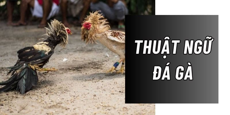 Thuật ngữ đá gà được sử dụng trong thi đấu