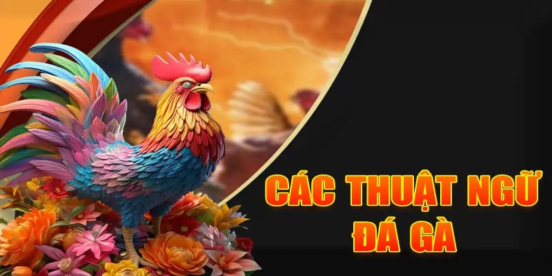 Khái niệm về dụng cụ nuôi gà